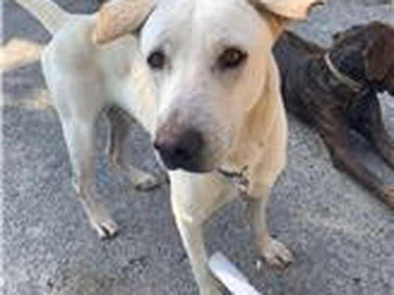 White adult male mixed-breed dog, Medium, shelter no. …4001