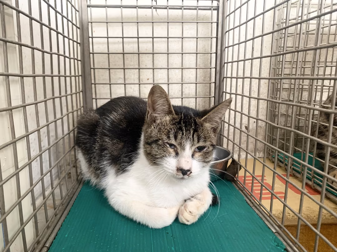 Tabby-and-white young male mixed-breed cat, Small, shelter no. …1601