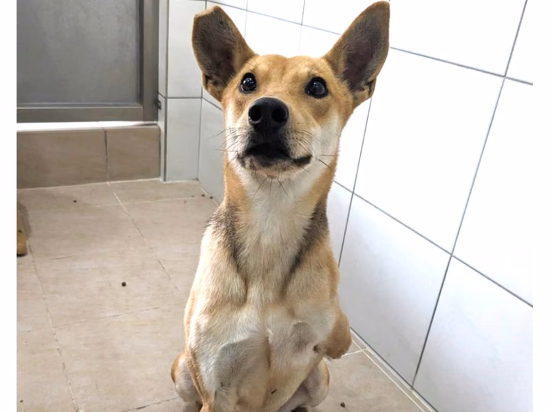 Black-and-tan adult female mixed-breed dog, Medium, shelter no. …7002