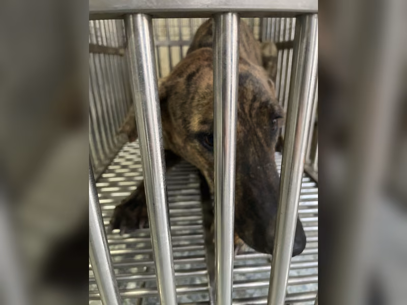 Tabby adult female mixed-breed dog, Medium, shelter no. …5-02
