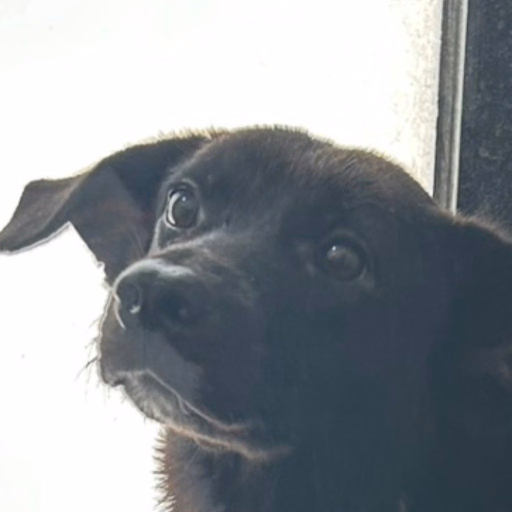 Black adult male mixed-breed dog, Medium, shelter no. …8069