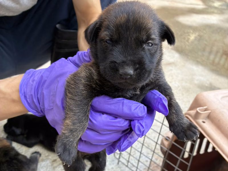 Black tabby young male mixed-breed dog, Small, shelter no. …6011