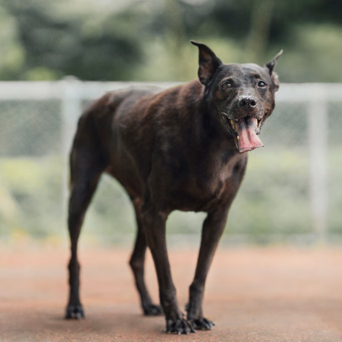 Black adult male mixed-breed dog, Medium, shelter no. …0205