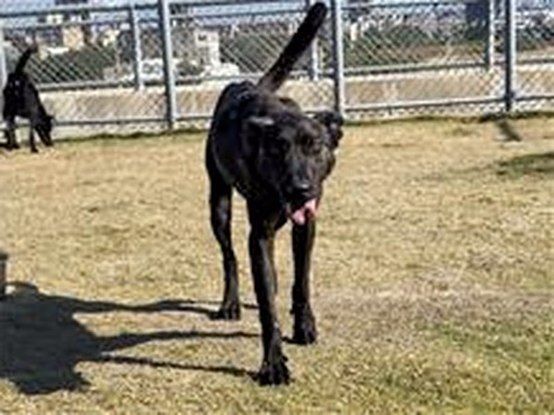 Black adult female mixed-breed dog, Small, shelter no. …5002