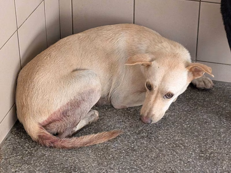 Tan adult female mixed-breed dog, Large, shelter no. …0703