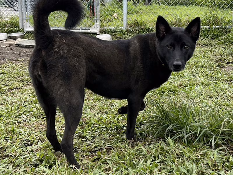 Black adult female mixed-breed dog, Medium, shelter no. …1907