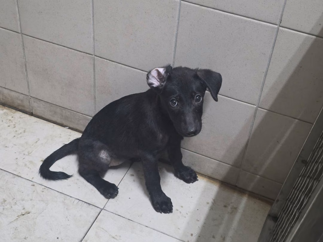 Black young female mixed-breed dog, Small, shelter no. …2925