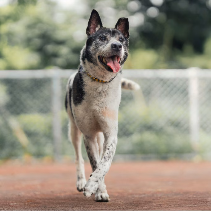 Black-and-white adult male mixed-breed dog, Medium, shelter no. …1501