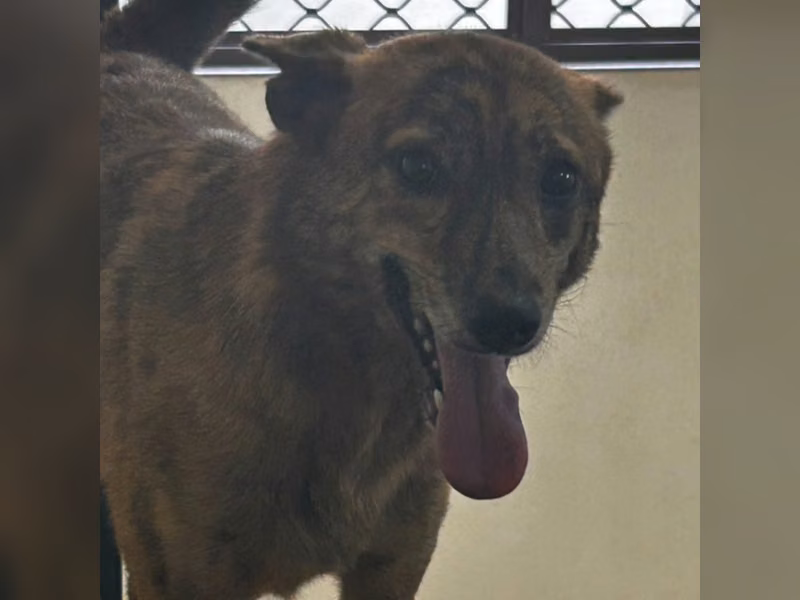 Tabby adult female mixed-breed dog, Medium, shelter no. …5045