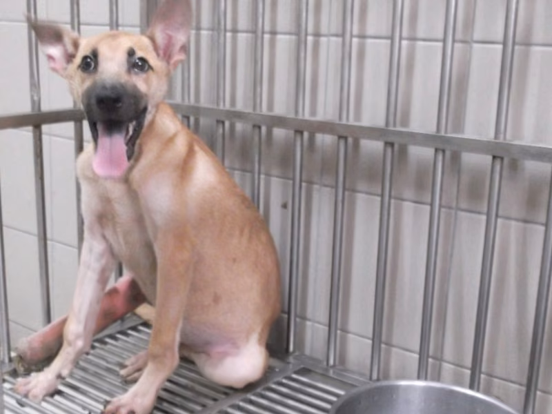 Tan adult male mixed-breed dog, Medium, shelter no. …1201