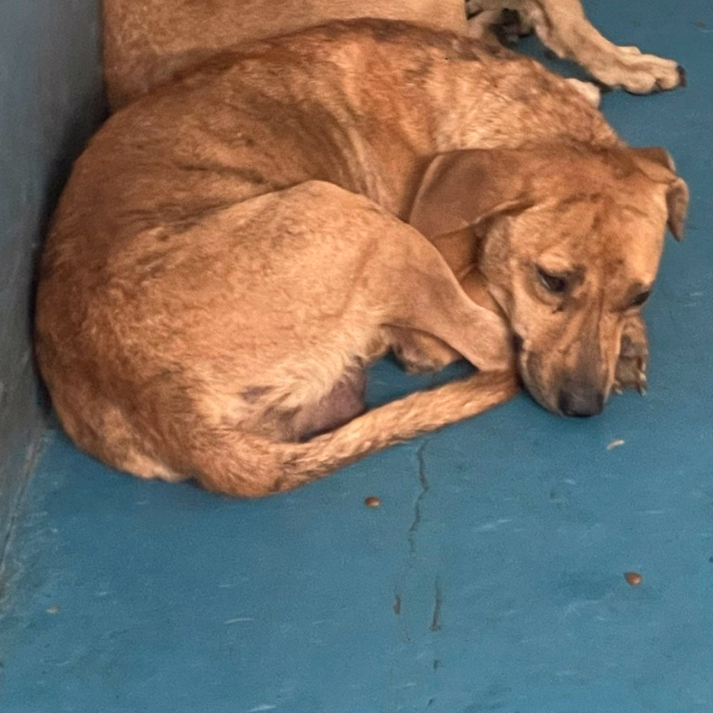 Brown adult female mixed-breed dog, Large, shelter no. …0008