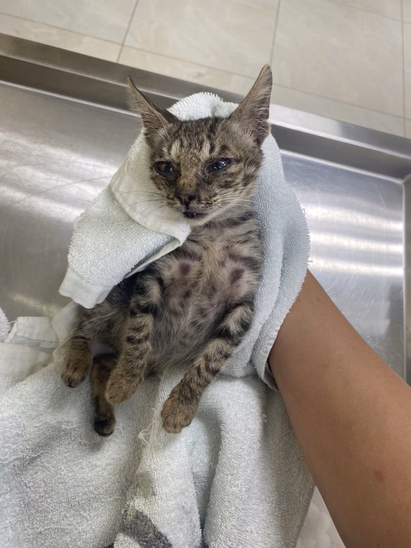 Young male mixed-breed cat, Small, shelter no. …1C10