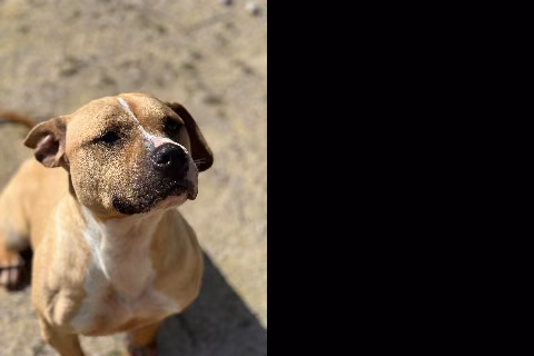 Nerea, Adult · Female · Medium · American Staffordshire Terrier