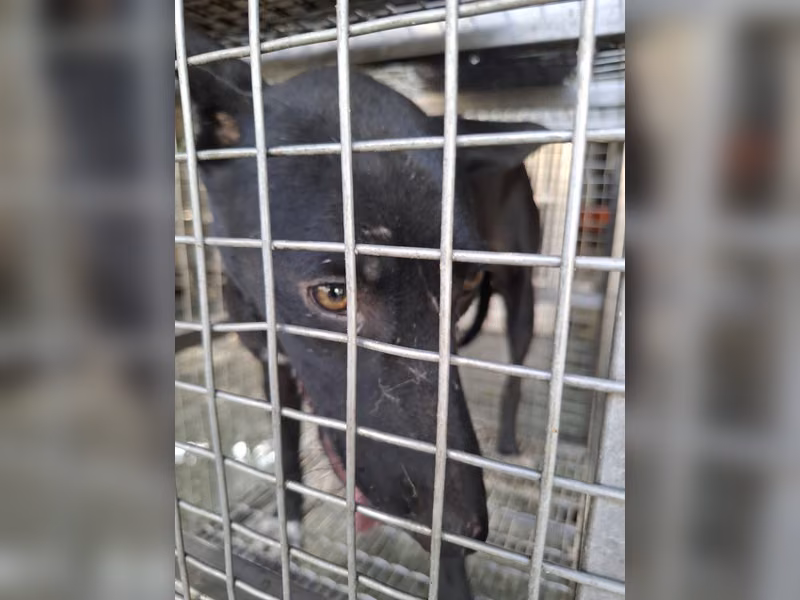 Black adult female mixed-breed dog, Medium, shelter no. …7-08