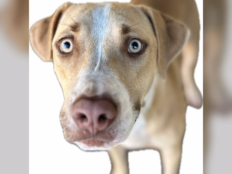 Tan-and-white adult female American Pit Bull Terrier, Large, shelter no. …9047