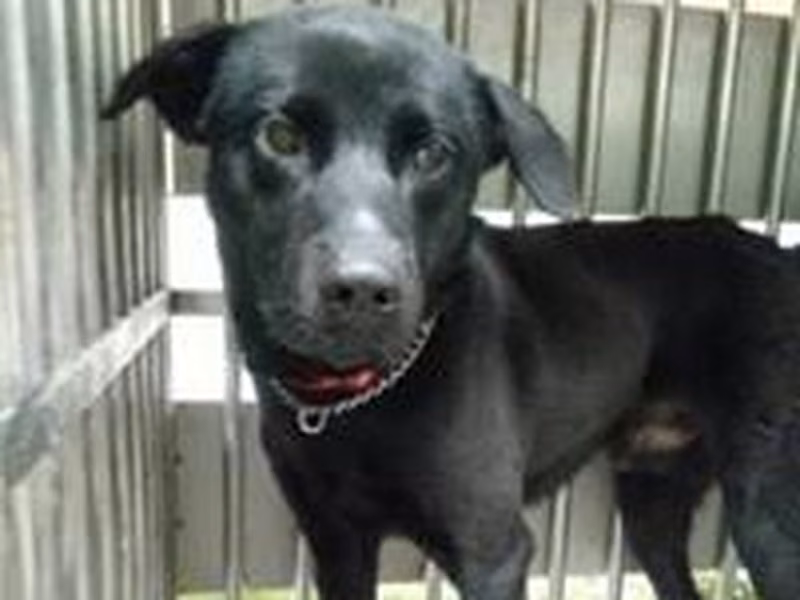 Black adult male mixed-breed dog, Medium, shelter no. …3001