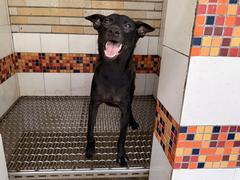 Black adult male mixed-breed dog, Medium, shelter no. …15B4