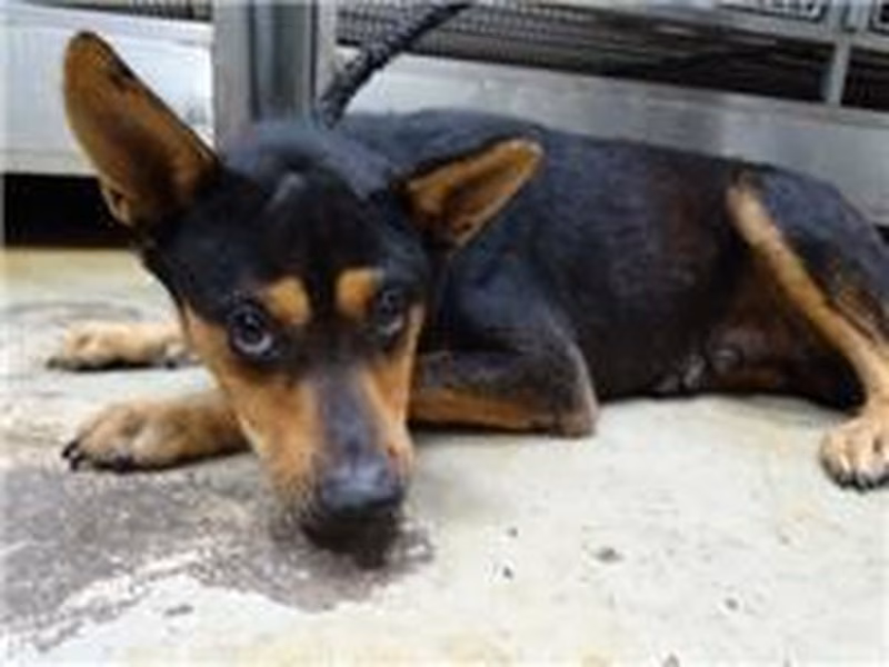 Black-and-brown adult male mixed-breed dog, Medium, shelter no. …2809