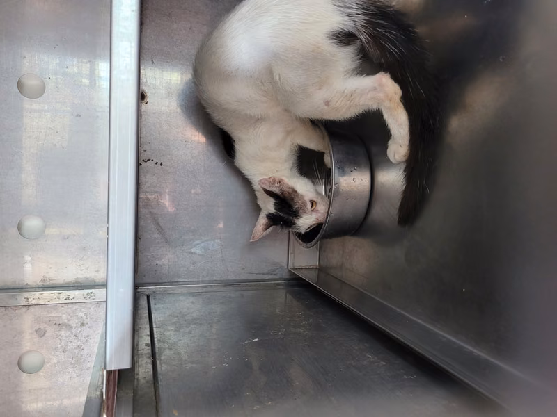 Black-and-white adult female mixed-breed cat, Medium, shelter no. …2004