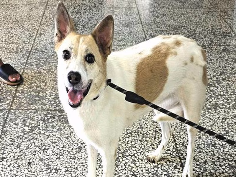 Tan-and-white adult female mixed-breed dog, Large, shelter no. …0880