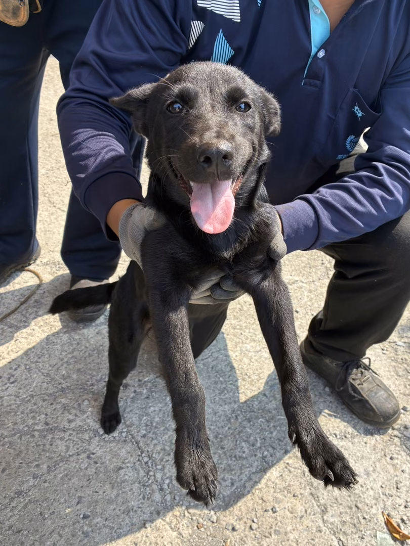 Black young female mixed-breed dog, Small, shelter no. …4005