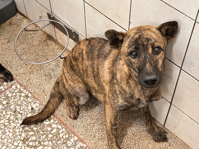 Tabby adult male mixed-breed dog, Large, shelter no. …1A25