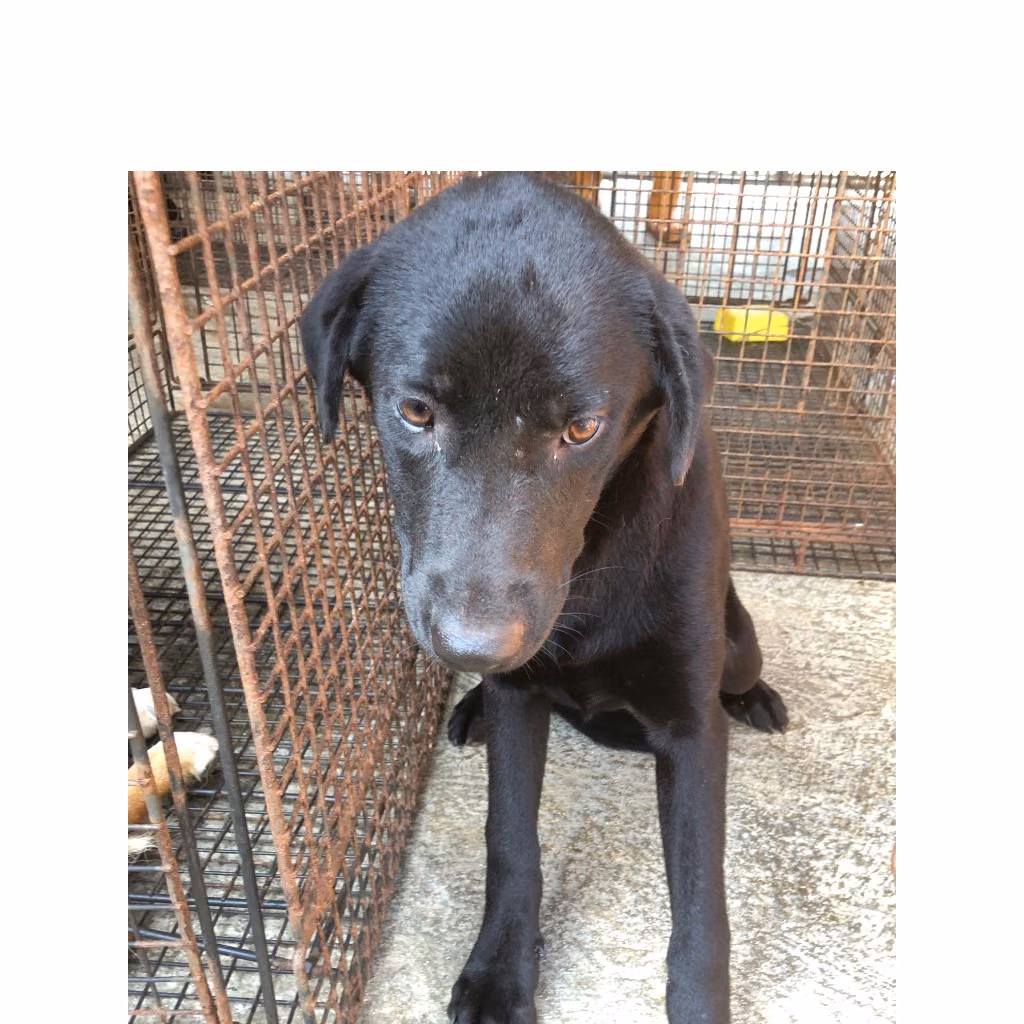 Black adult female mixed-breed dog, Large, shelter no. …1002