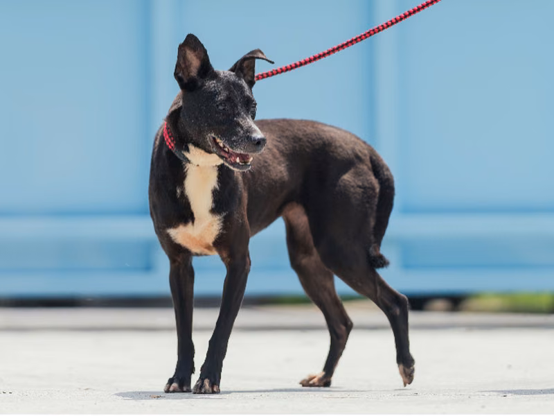 Black-and-white adult female mixed-breed dog, Small, shelter no. …4003