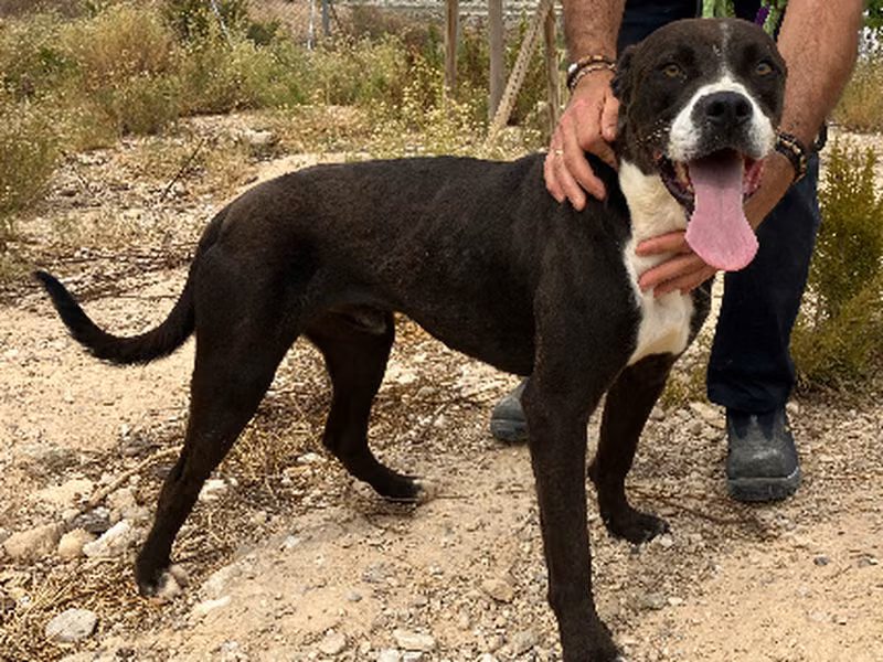 Jota, Adult · Male · Large · American Staffordshire Terrier
