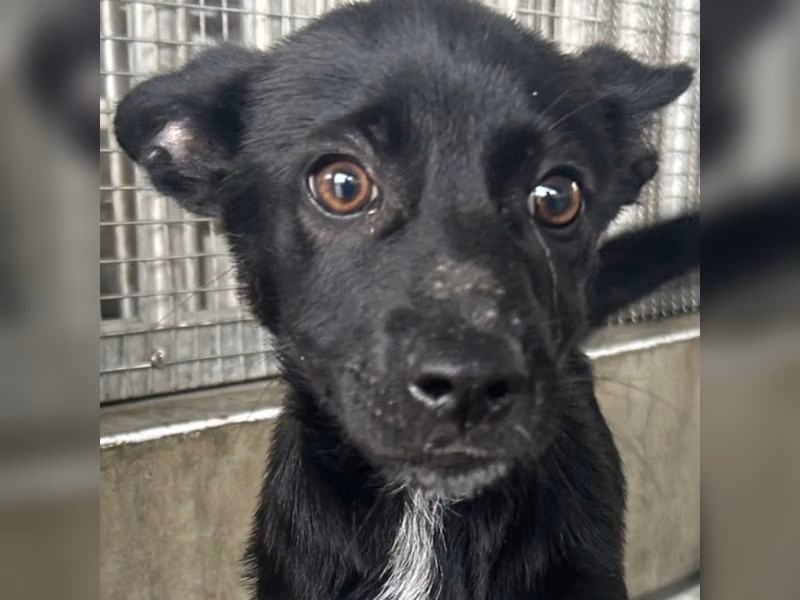 ミックス犬(メス・若い・黒)、中型, 施設番号 …7015