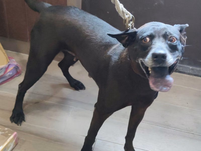 Black adult female mixed-breed dog, Medium, shelter no. …8001