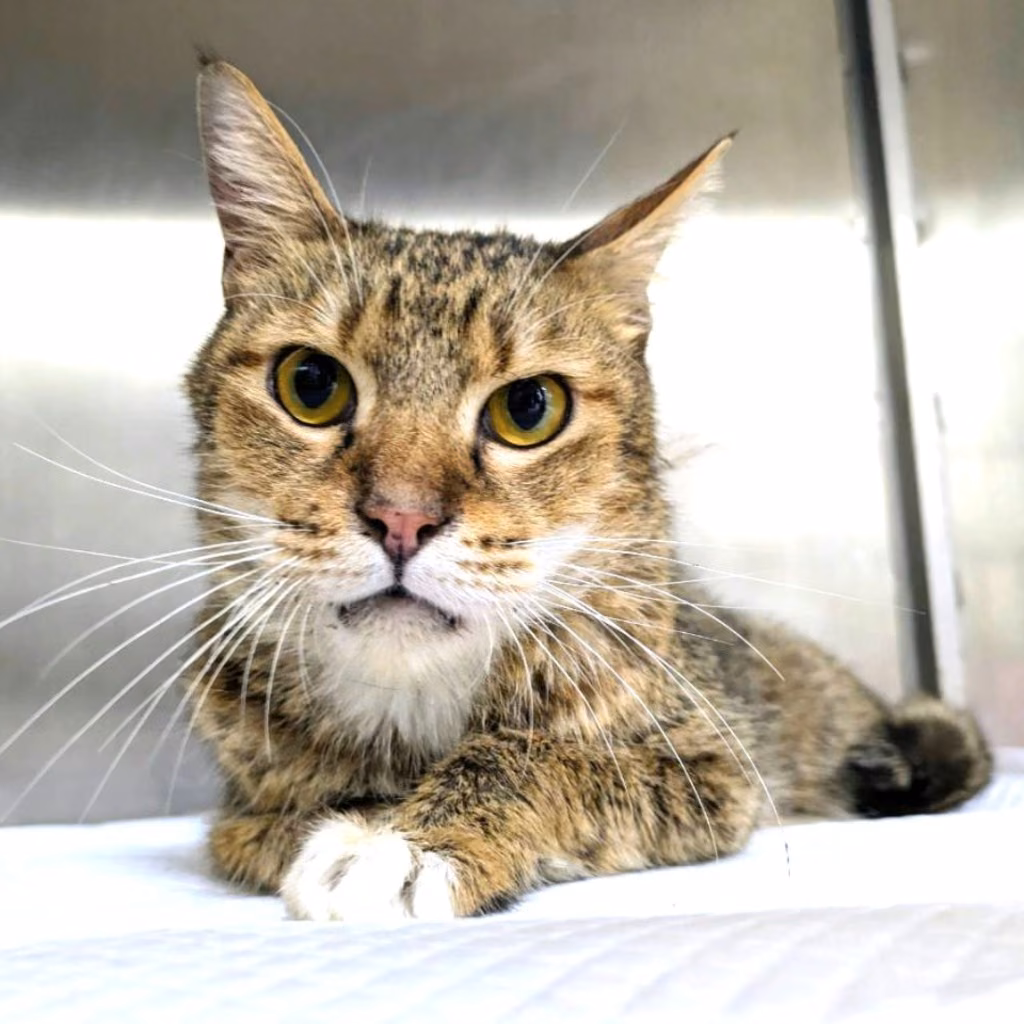 Tabby adult female mixed-breed cat, Medium, shelter no. …4003