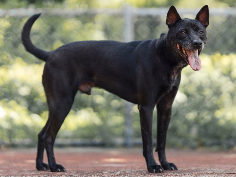 Black adult male mixed-breed dog, Medium, shelter no. …3107