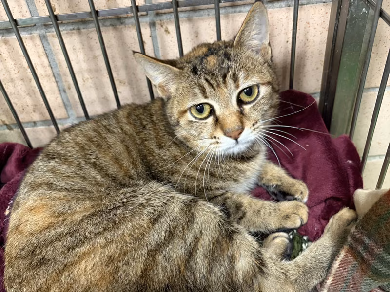 Orange tabby young female mixed-breed cat, Medium, shelter no. …3002