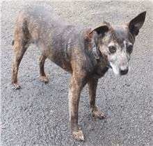 Tabby adult female mixed-breed dog, Medium, shelter no. …1403