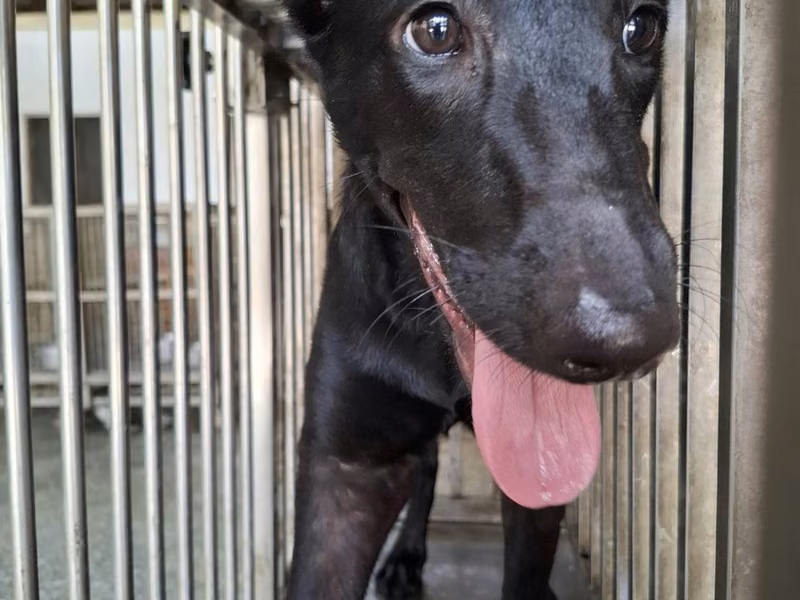 Black adult female mixed-breed dog, Large, shelter no. …9-01