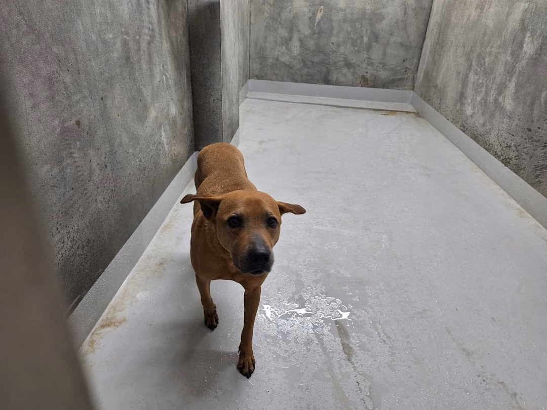 Brown adult male mixed-breed dog, Medium, shelter no. …1001
