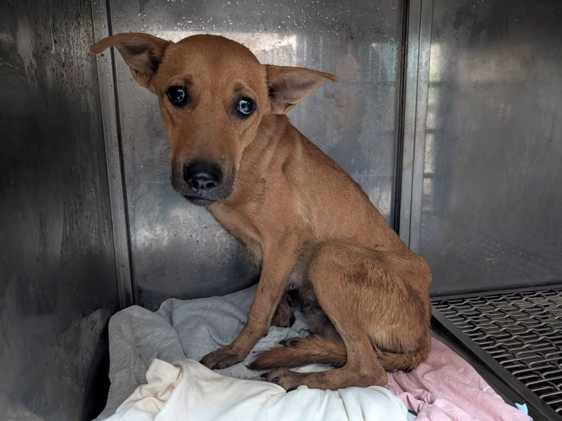 Tan adult female mixed-breed dog, Large, shelter no. …1510