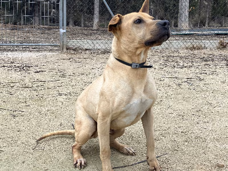 Londres, Senior · Male · Medium · Mixed breed
