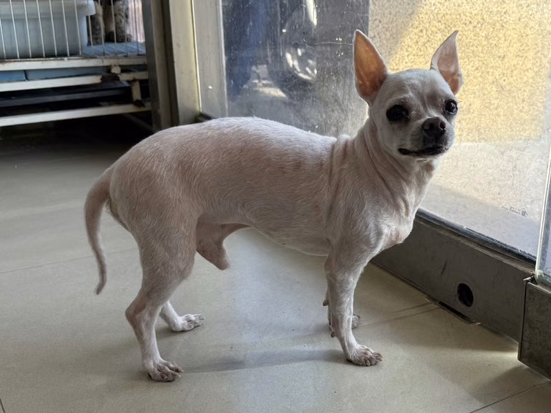 ミックス犬(オス・成犬・白)、小型, 施設番号 …15W8