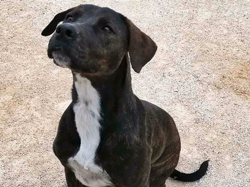 Nala, Mayor · Hembra · Grande · Mestizo