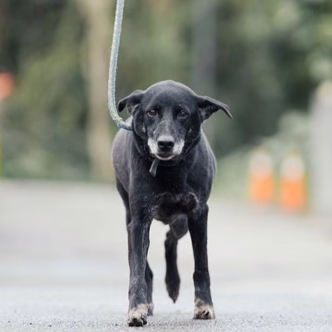 Black adult male mixed-breed dog, Medium, shelter no. …2901