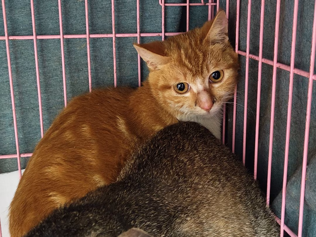 Orange-and-white adult male mixed-breed cat, Medium, shelter no. …2204