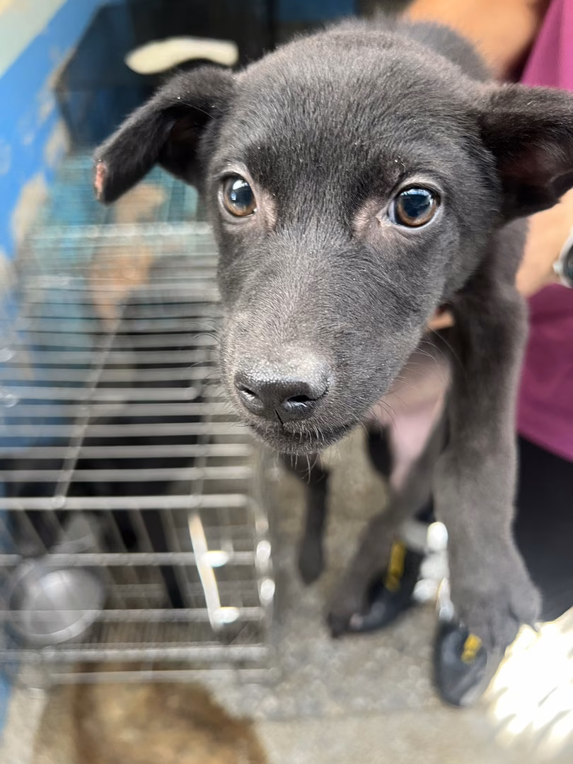Black young female mixed-breed dog, Small, shelter no. …2020