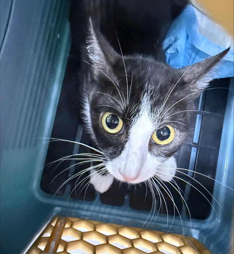 Black-and-white adult female mixed-breed cat, Small, shelter no. …2304