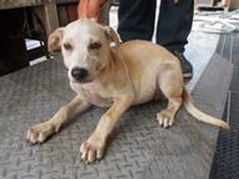 Cream adult female mixed-breed dog, Medium, shelter no. …3593