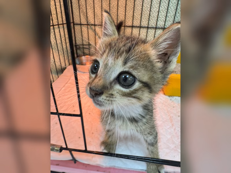 Tabby young male mixed-breed cat, Small, shelter no. …2001