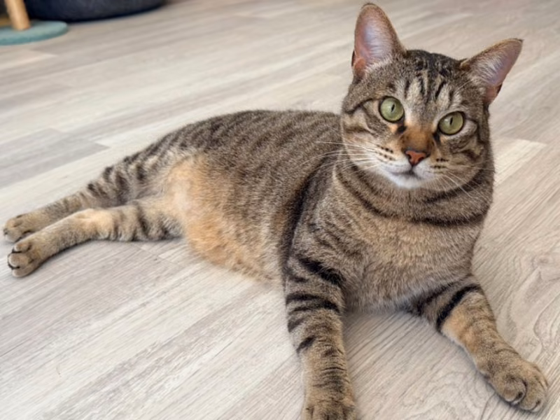 Gato mestizo macho adulto (atigrado), Pequeño, refugio n.º …6004