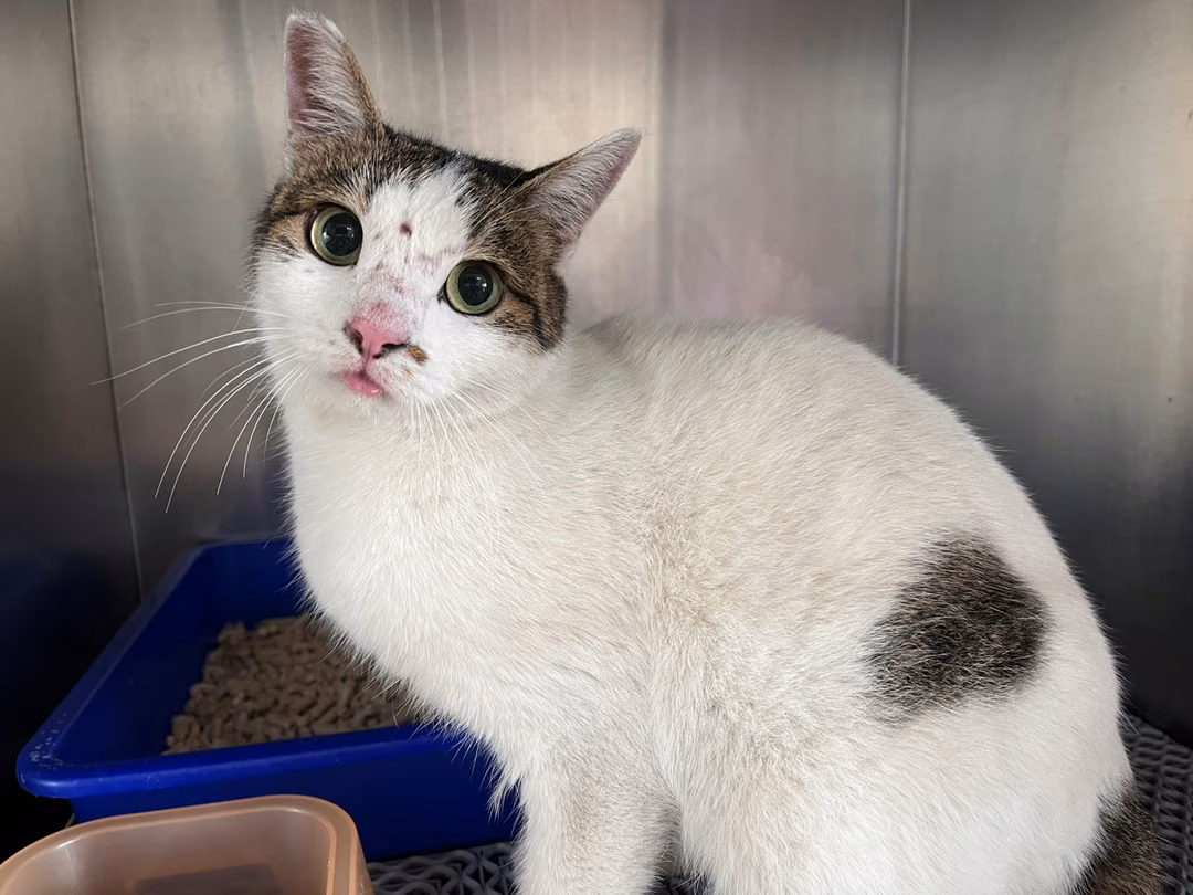 Tabby-and-white adult female mixed-breed cat, Medium, shelter no. …2005