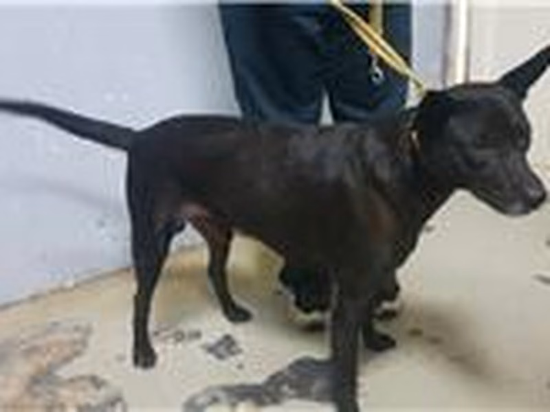Black adult male mixed-breed dog, Medium, shelter no. …2501